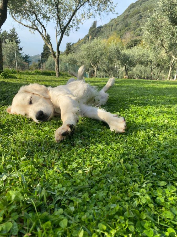 Sotto Il Cielo Di Toscana Appartamenti In Tenuta Only Adults No Pet Camaiore Bagian luar foto