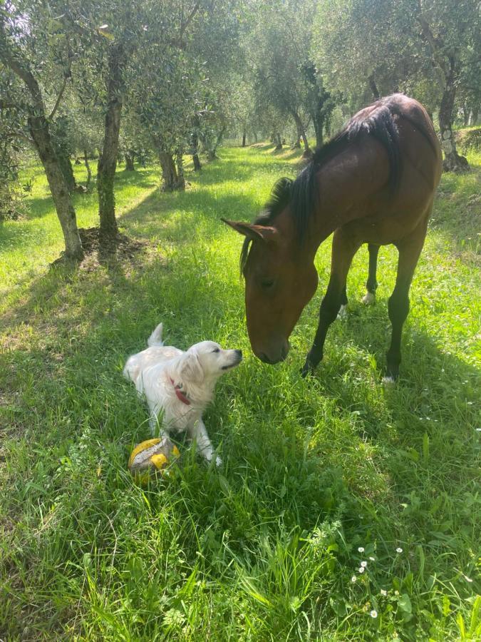 Sotto Il Cielo Di Toscana Appartamenti In Tenuta Only Adults No Pet Camaiore Bagian luar foto